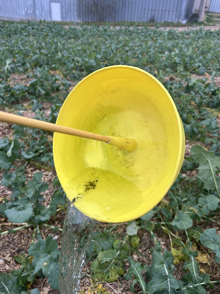 Dernière #CuvetteJaune retirée : job is done pour 2024!
Tenthrède : vol des mouches 🪰 
Petite &amp; grosse altise : inutile
CBT : début du vol 
Larves 🐛 d’altise : inutile

On se retrouve en février 2025 pour la suite des colzas en zone #R2D2 #SuperKdr #Yonne <a href="/OlivierCOSTE2/">Olivier COSTE</a>