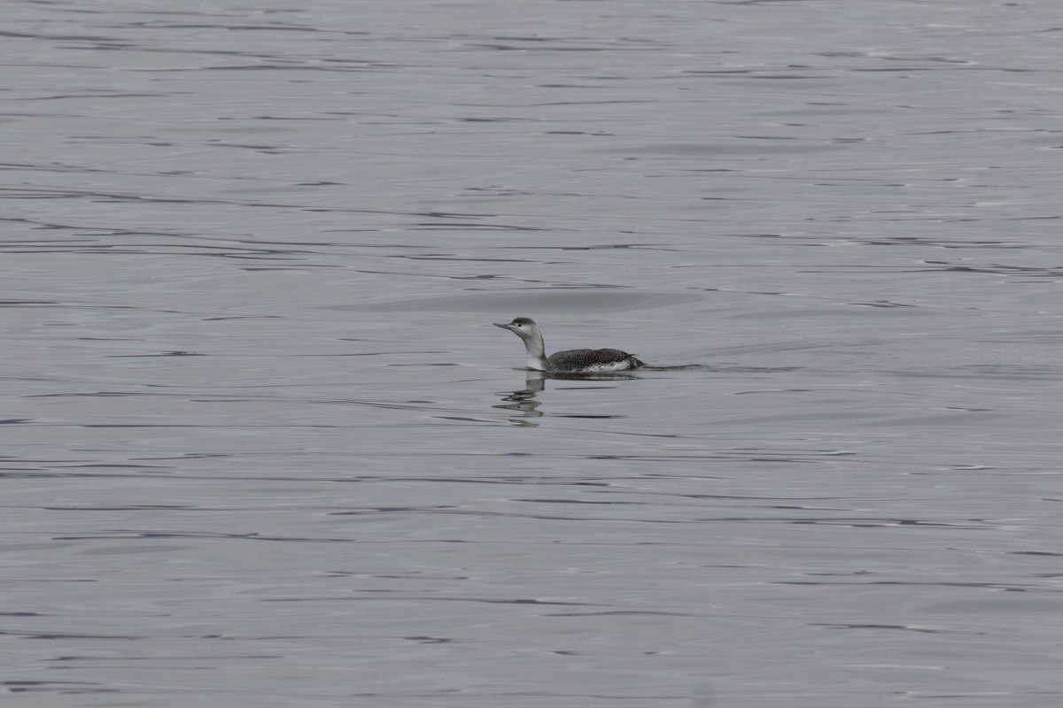 Gary Turnbull tweet media