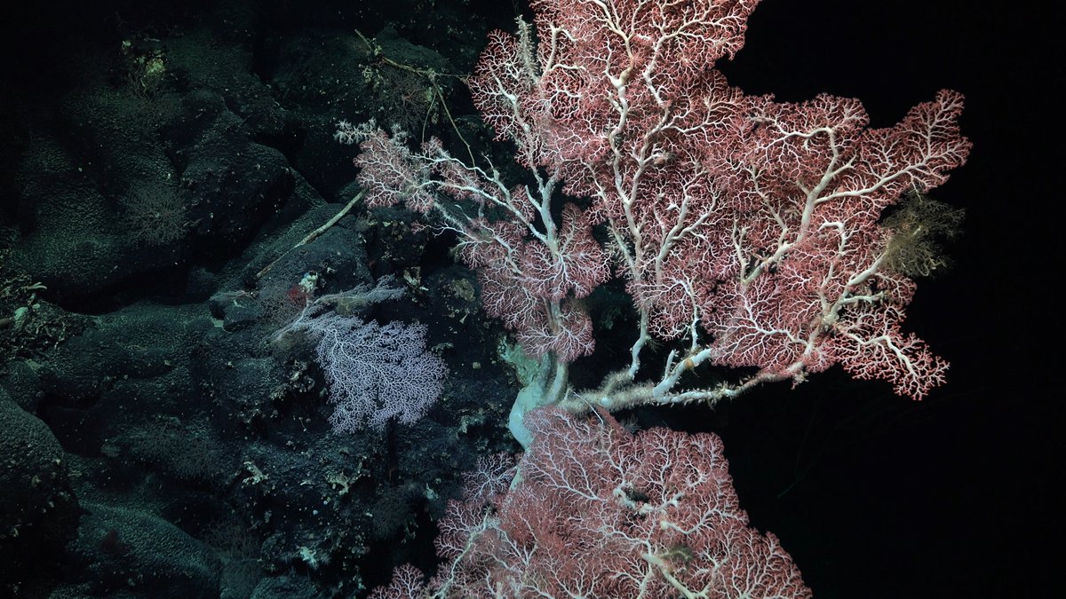 Sciaena (@sciaena_ngo) on Twitter photo The science is clear: deep-sea species are at greater risk 🌊This week, the EU can set a global example by listening to scientific advice, and protecting deep sea ecosystems 🌍
#EndOverfishing #DefendTheDeep #Seamounts #VMEs #AgriFish
<a href="/CostasKadis/">Costas Kadis</a> <a href="/EU_MARE/">EU Maritime & Fish</a> The science is clear: deep-sea species are at greater risk 🌊This week, the EU can set a global example by listening to scientific advice, and protecting deep sea ecosystems 🌍
#EndOverfishing #DefendTheDeep #Seamounts #VMEs #AgriFish
<a href="/CostasKadis/">Costas Kadis</a> <a href="/EU_MARE/">EU Maritime & Fish</a>