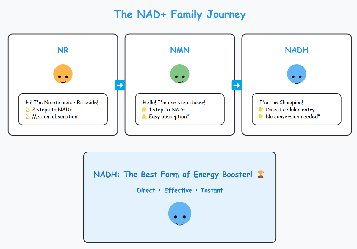 DrNADH110191's tweet photo. What are the differences between NR, NMN, and NADH?🧐🧐🧐
#DeSci #Biotech #NADH https://t.co/xcvC8nd2D6