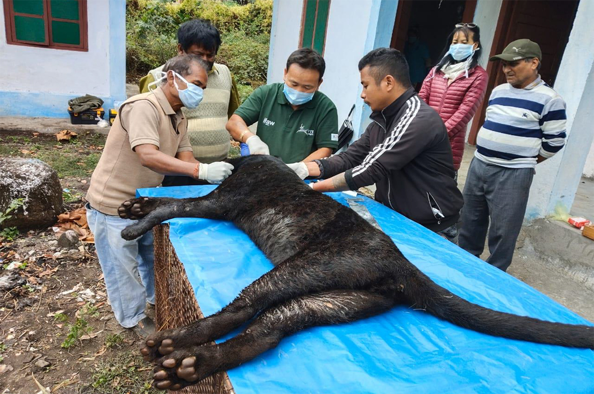 arunachaltimes_'s tweet photo. The seriously injured adult #blackpanther which had been rescued from Sunpura in #Lohit district on 6 December died due to bullet injuries it sustained. During post-mortem, vets found 20 bullets/pallets. It passed away in the #Roing #minizoo. https://t.co/ZBCxeA9F4C