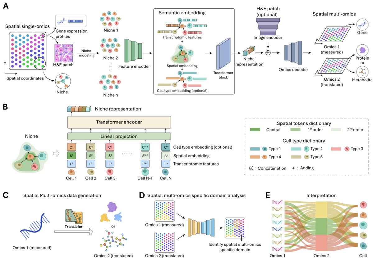 razoralign's tweet photo. NicheTrans: Spatial-aware Cross-omics Translation https://t.co/4WhOCxp7g8 https://t.co/zM7olFr4q1