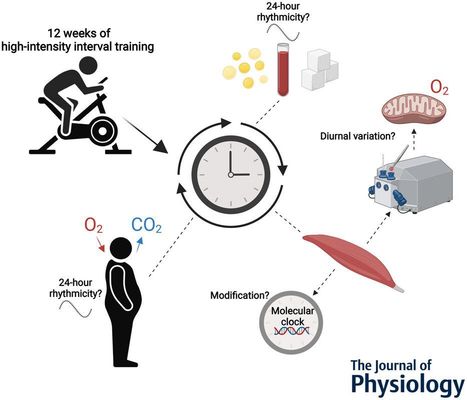 Journal of Physiology (@jphysiol) on Twitter photo Jan-Frieder Harmsen (<a href="/NMS_UM/">Nutrition and Movement Sciences UM</a>) et al. found that exercise training modifies skeletal muscle clock gene expression but not 24-hour rhythmicity in substrate #metabolism of men with insulin resistance ๐งฌ๐ด
Read the #research here: buff.ly/3ZrRyNE Jan-Frieder Harmsen (<a href="/NMS_UM/">Nutrition and Movement Sciences UM</a>) et al. found that exercise training modifies skeletal muscle clock gene expression but not 24-hour rhythmicity in substrate #metabolism of men with insulin resistance ๐งฌ๐ด
Read the #research here: buff.ly/3ZrRyNE