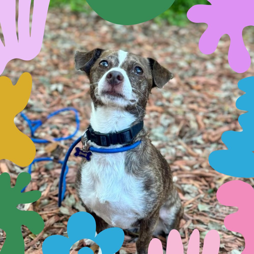 Dogcrewllc's tweet photo. Is your dog's behavior puzzling you? Our dog behavior modification experts can help turn those quirks into positive actions. Don't wait—schedule a consultation! #DogBehaviorModification #DogCrew
https://t.co/YZ3ZjYw80J https://t.co/Mgsamgwc5o