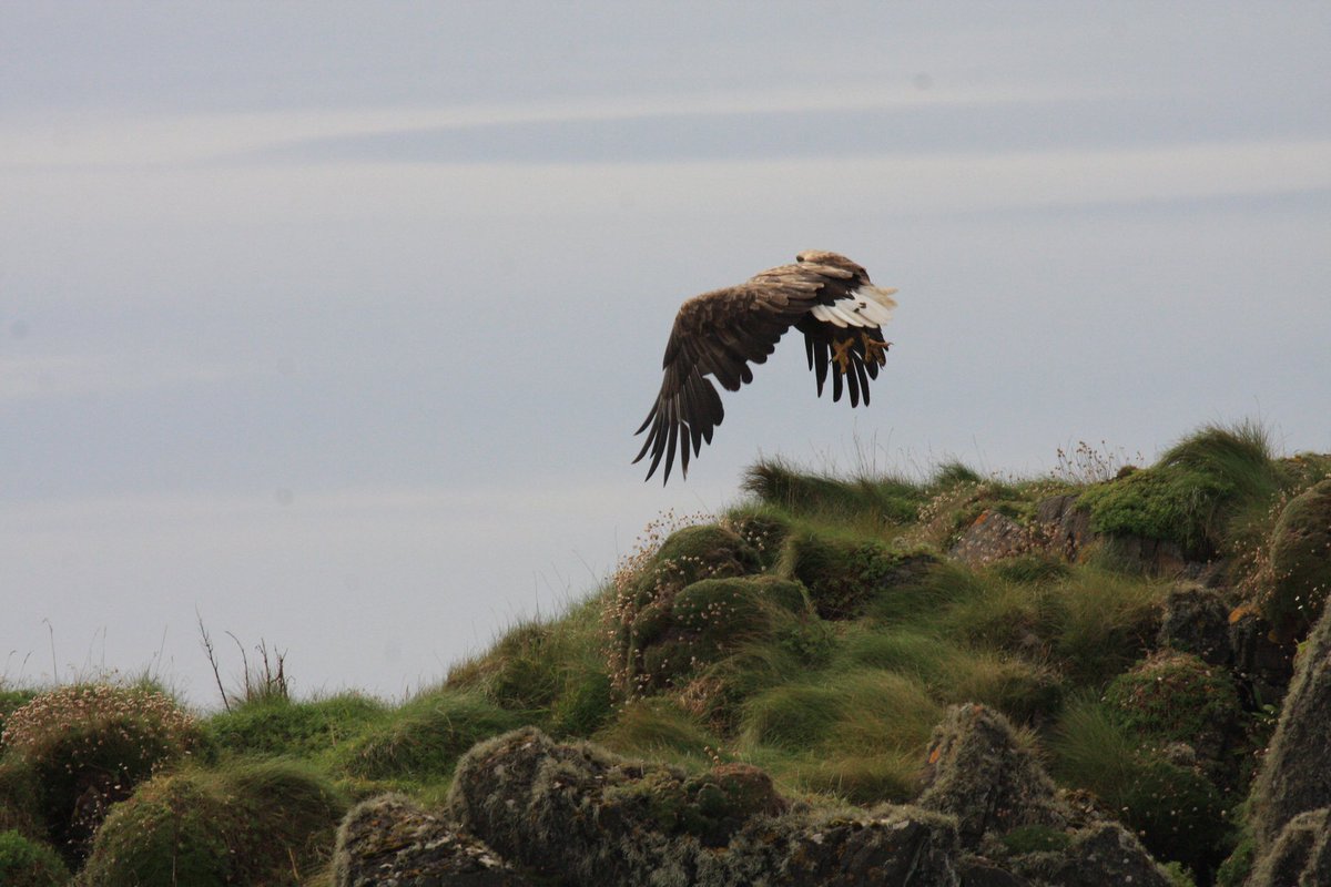 Islay Sea Adventures tweet media