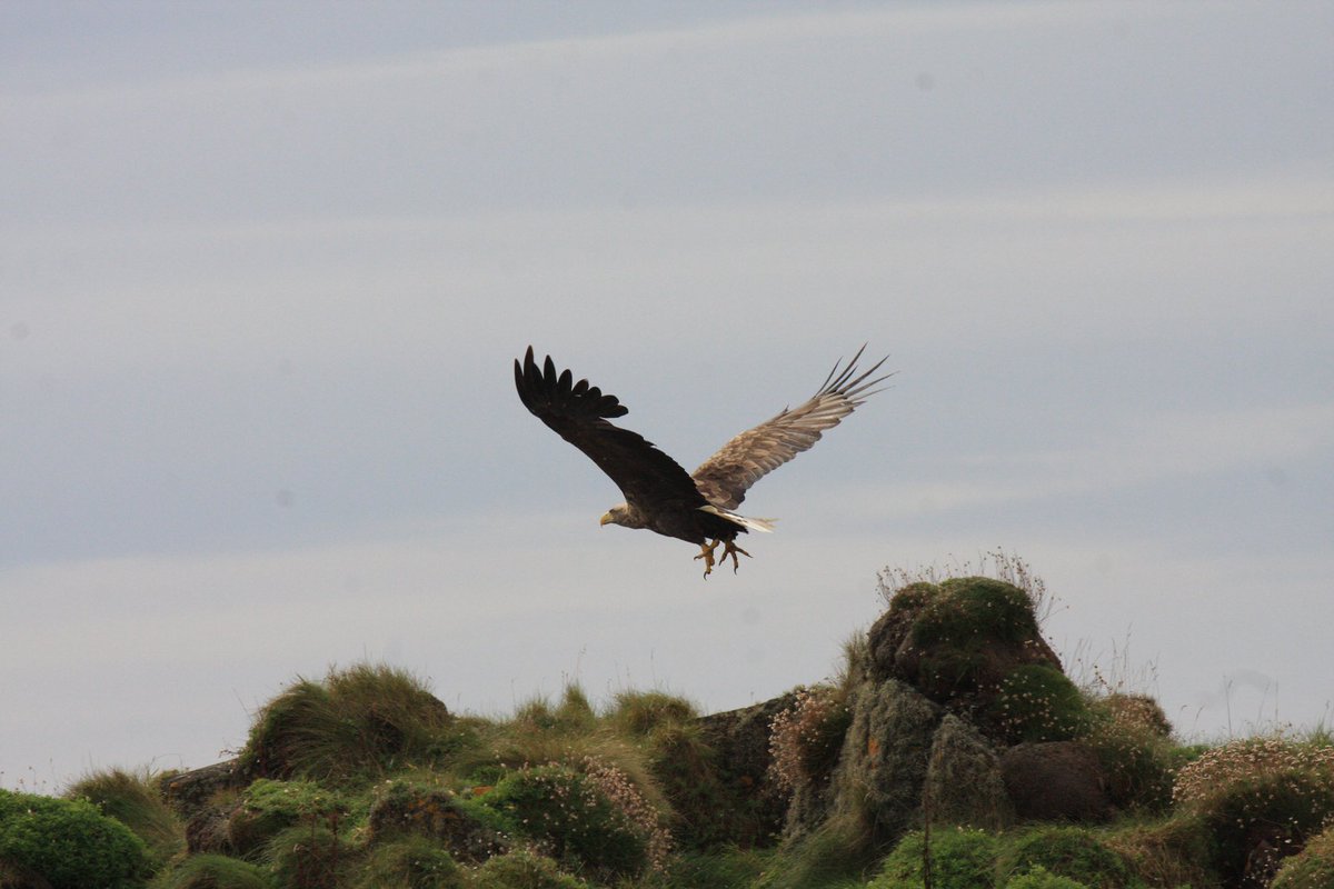 Islay Sea Adventures tweet media