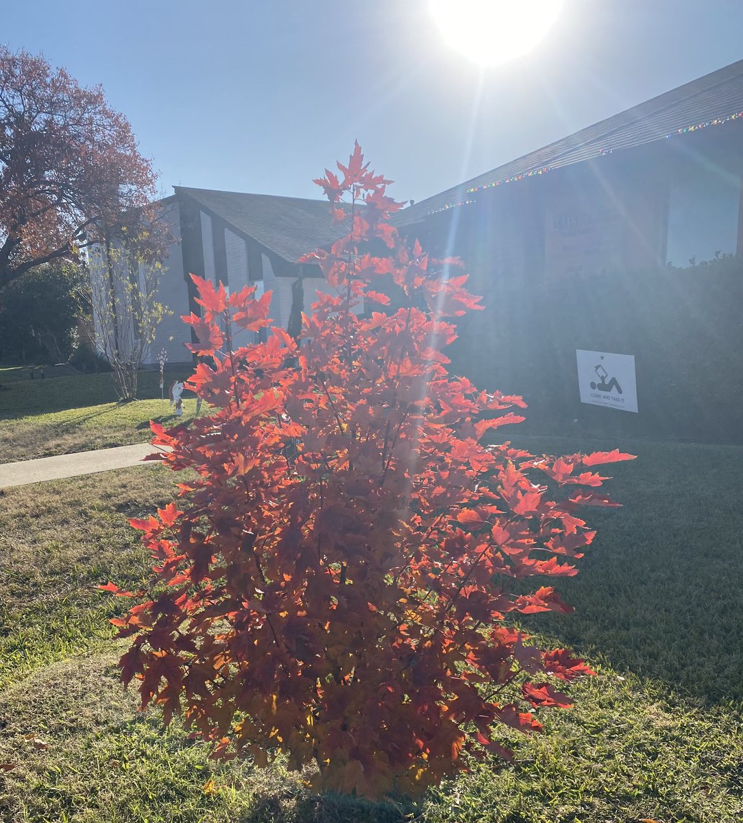 Kim Wise HamilŦon 📚🌺🌵🌮🏴‍☠️ tweet media