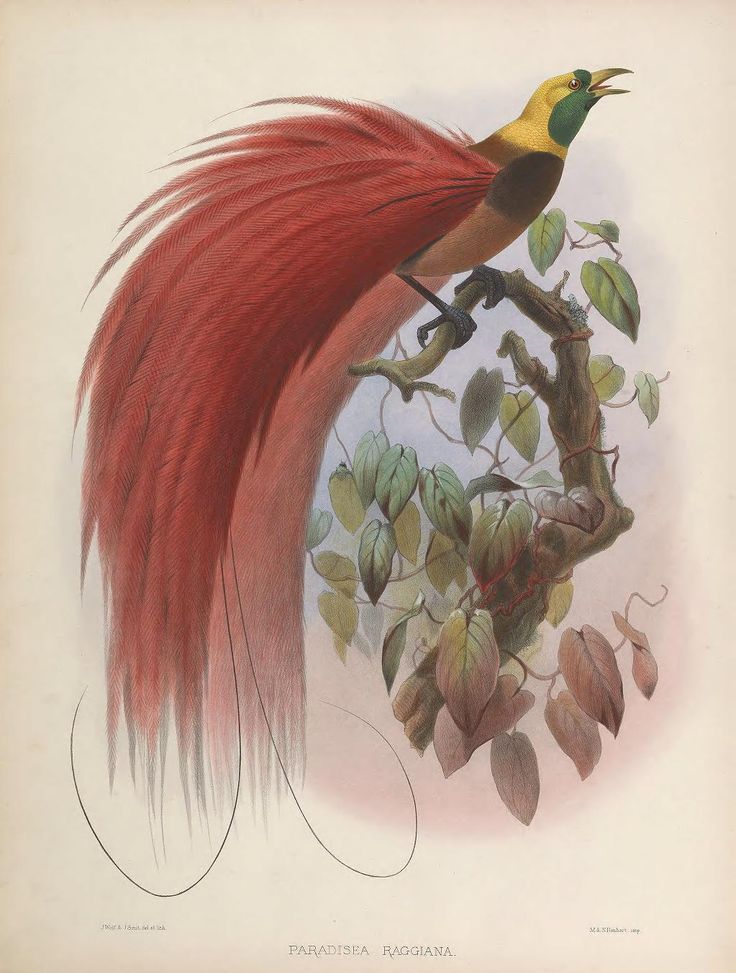 pergijauhkealam's tweet photo. Magnificent. Bird of Paradise. Ilustrasi dari 1873. https://t.co/idD0r47kiD