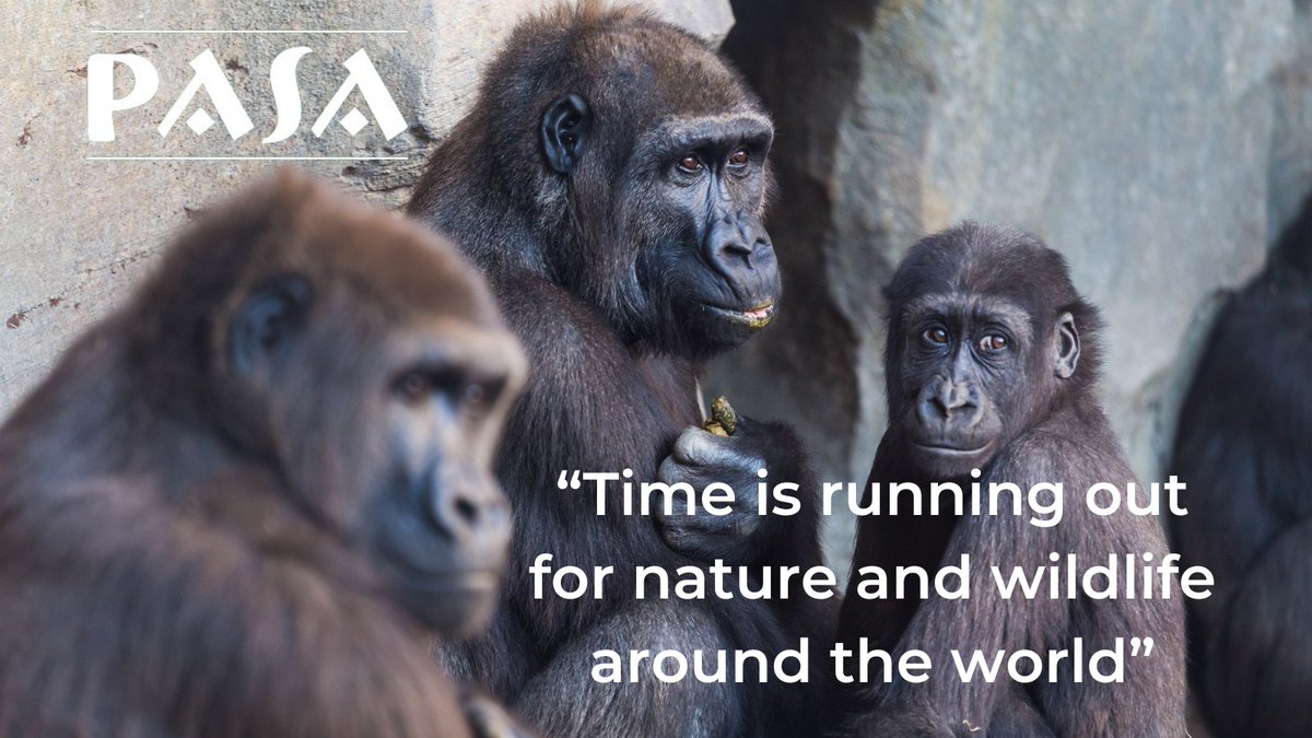Every day that passes means fewer habitats, fewer species, and fewer chances to preserve Earth’s incredible biodiversity. We can’t afford to wait—our planet’s well-being is at stake.

Join us in protecting primates and the wild places they call home➡️support.pasa.org/campaign/prima…