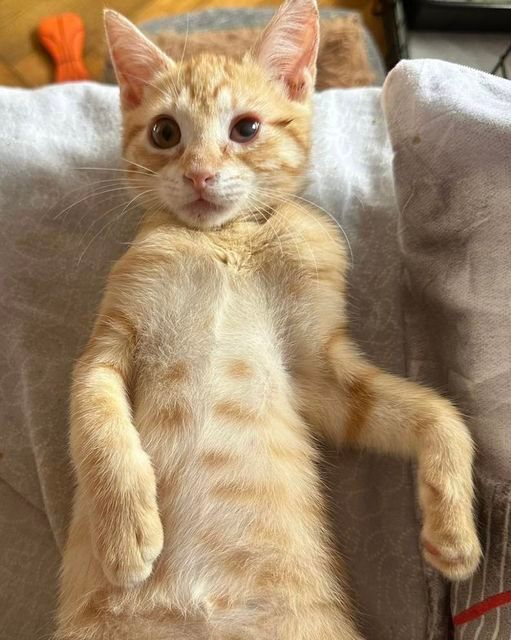 Ella es Olivia,una pequeña rubia de tan solo 4 mesecitos que busca acogida 
La persona que la tiren no la puede seguir teniendo y buscamos acogida o directamente adopción para ella.Como veis es una gatita muy especial ya que los naranjitas casi siempre son machos!