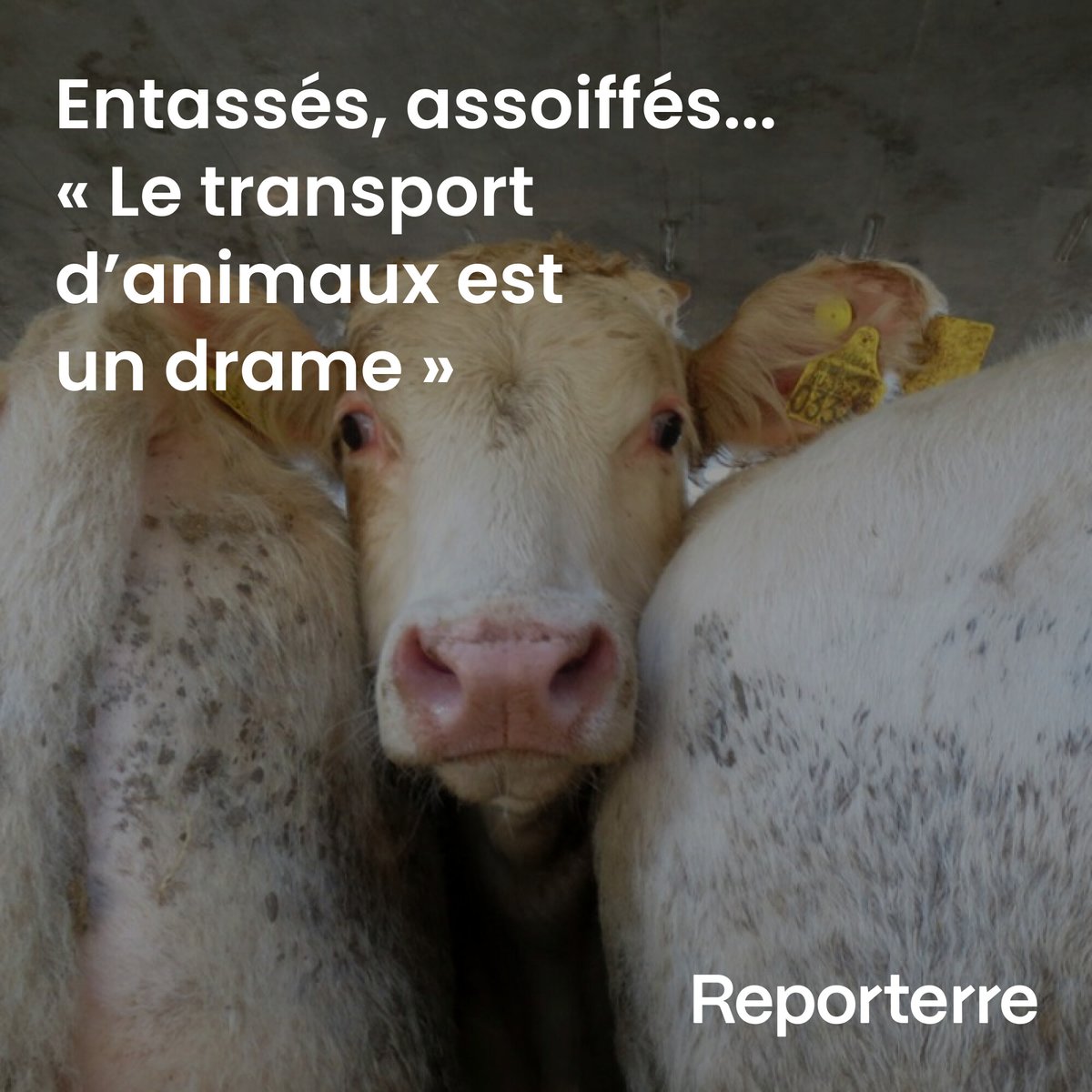 La viande mangée par les Européens provient souvent d’animaux importés dans des conditions cruelles, que documente la journaliste Émilie Fenaughty.

Un voyage sur des « routes de sang », écrit-elle.

⏰ Rediff. du 18/11/2024

Lire l'article ➡️ l.reporterre.net/98B