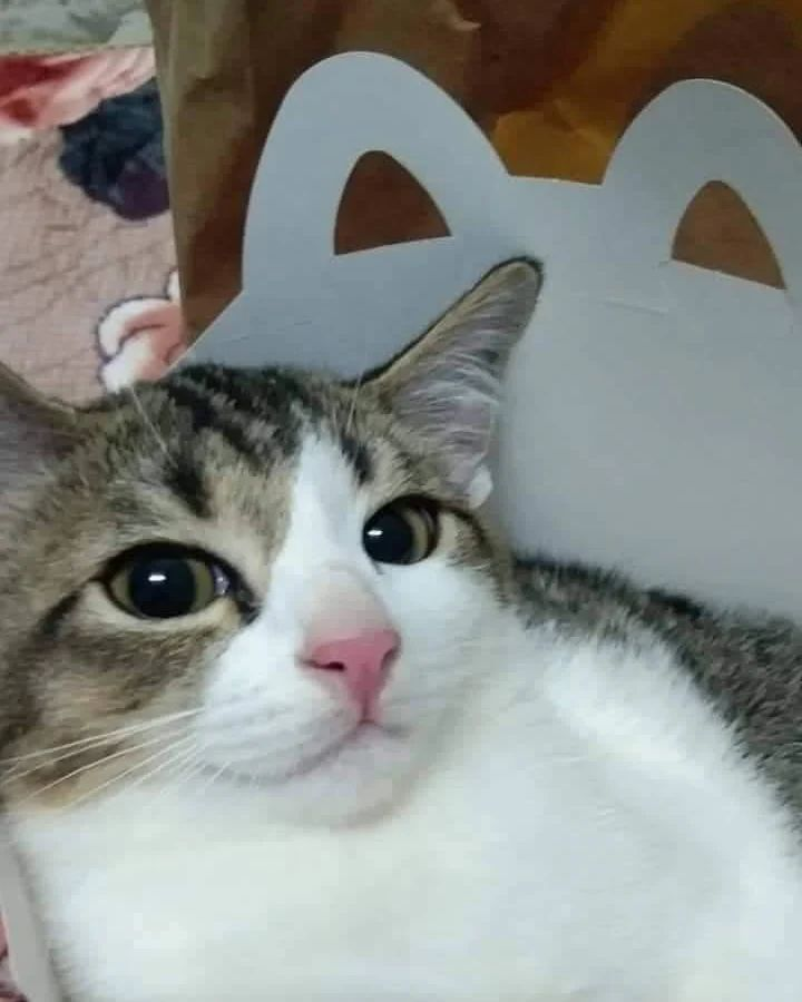 PunchingCat's tweet photo. https://t.co/eQs7ZJEZlf