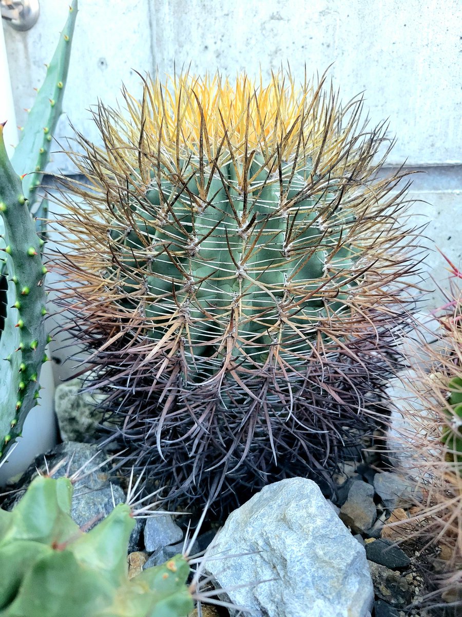 drybizarre's tweet photo. Ferocactus chrysacahthus
黄金とトゲが綺麗な2つの金冠竜
フェロ全般、耐寒性が高いのでドライには重宝する🙂
#フェロカクタス
#Ferocactus
#サボテン
#ドライガーデン https://t.co/WuTvOEH7tI