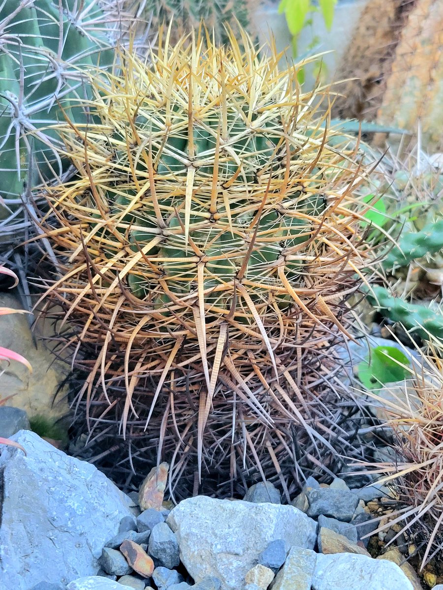 drybizarre's tweet photo. Ferocactus chrysacahthus
黄金とトゲが綺麗な2つの金冠竜
フェロ全般、耐寒性が高いのでドライには重宝する🙂
#フェロカクタス
#Ferocactus
#サボテン
#ドライガーデン https://t.co/WuTvOEH7tI