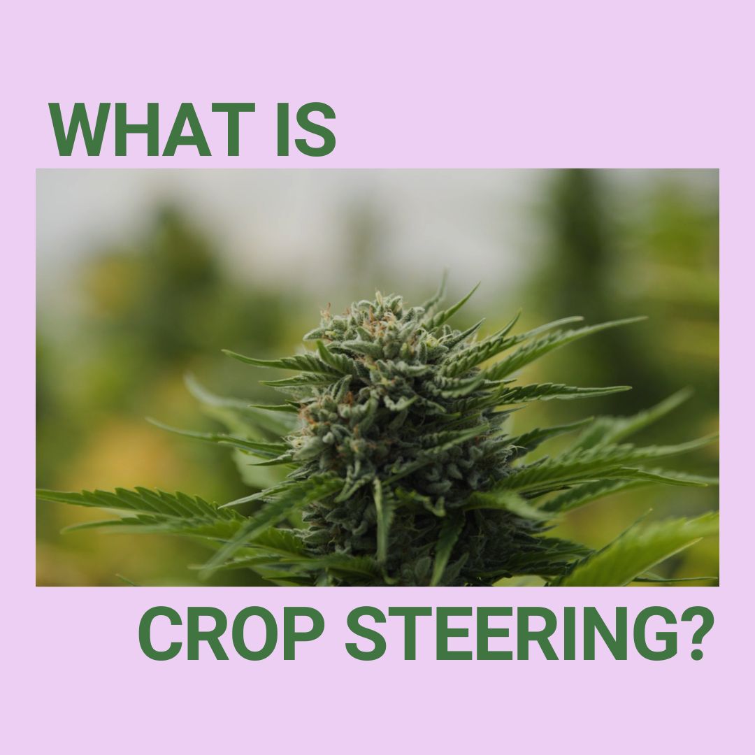 ForwardFields's tweet photo. There is art in growing. Crop steering is an example of how each grower leaves their own unique fingerprints on the plant and it's growth.

Even if with the same seeds and soil, the collaboration between the plant and it's keeper can make for big differences. https://t.co/lKiKqqQhPG
