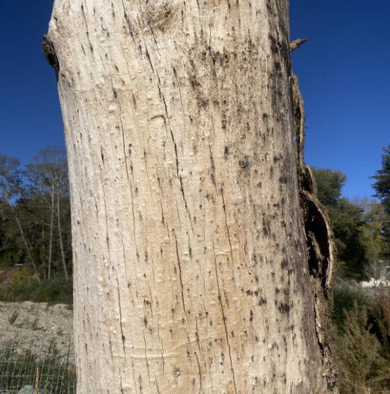 ISHB and other invasive wood-boring insects will be a central focus of the Western Chapter International Society of Arboriculture 2024 Pest Fest held in Concord on Thursday, December 12. For details, visit wcisa.net/meeting/11146.
