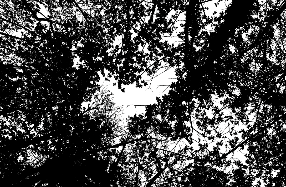 pitakatie's tweet photo. All 390 canopy cover images have been processed :) Slowly but surely, I am getting there! #woodlandecology #phding https://t.co/tq6tnvcZKR