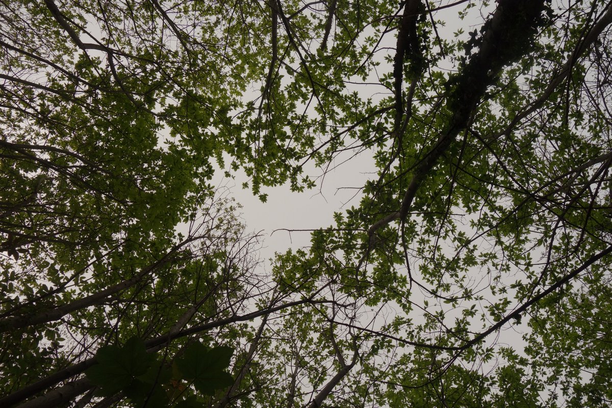 pitakatie's tweet photo. All 390 canopy cover images have been processed :) Slowly but surely, I am getting there! #woodlandecology #phding https://t.co/tq6tnvcZKR