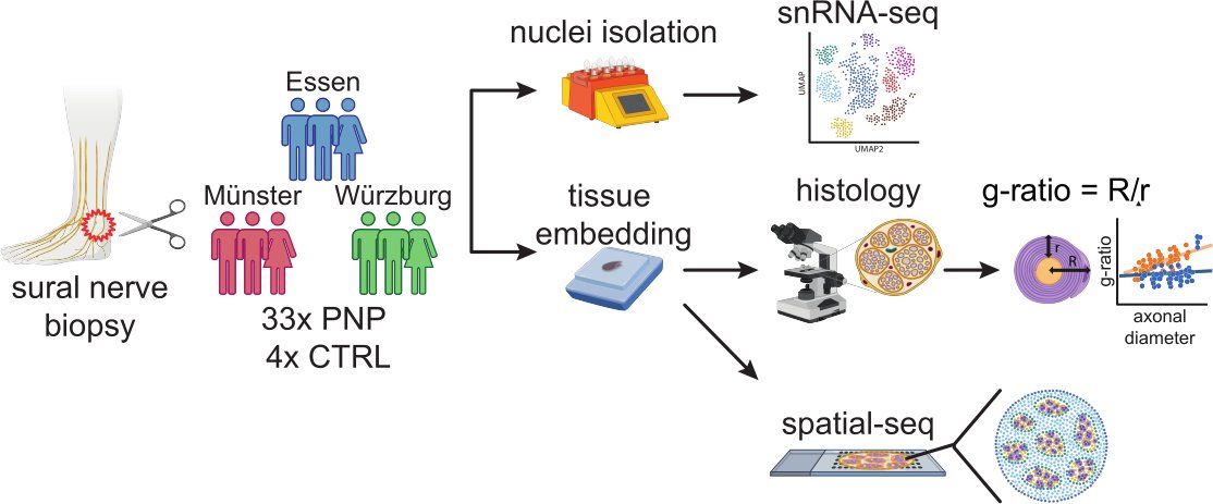 Michael Heming (@mhemingneuro) on Twitter photo <a href="/mzhlab/">Gerd Meyer zu Hörste</a> We are excited to present a first large-scale (365,708 nuclei) single cell atlas of human peripheral nerves combined with subcelullar spatial transcriptomics (#Xenium)
biorxiv.org/content/10.110…
Explore yourself at : pns-atlas.mzhlab.com
🧵A tweetorial: 1/11 <a href="/mzhlab/">Gerd Meyer zu Hörste</a> We are excited to present a first large-scale (365,708 nuclei) single cell atlas of human peripheral nerves combined with subcelullar spatial transcriptomics (#Xenium)
biorxiv.org/content/10.110…
Explore yourself at : pns-atlas.mzhlab.com
🧵A tweetorial: 1/11