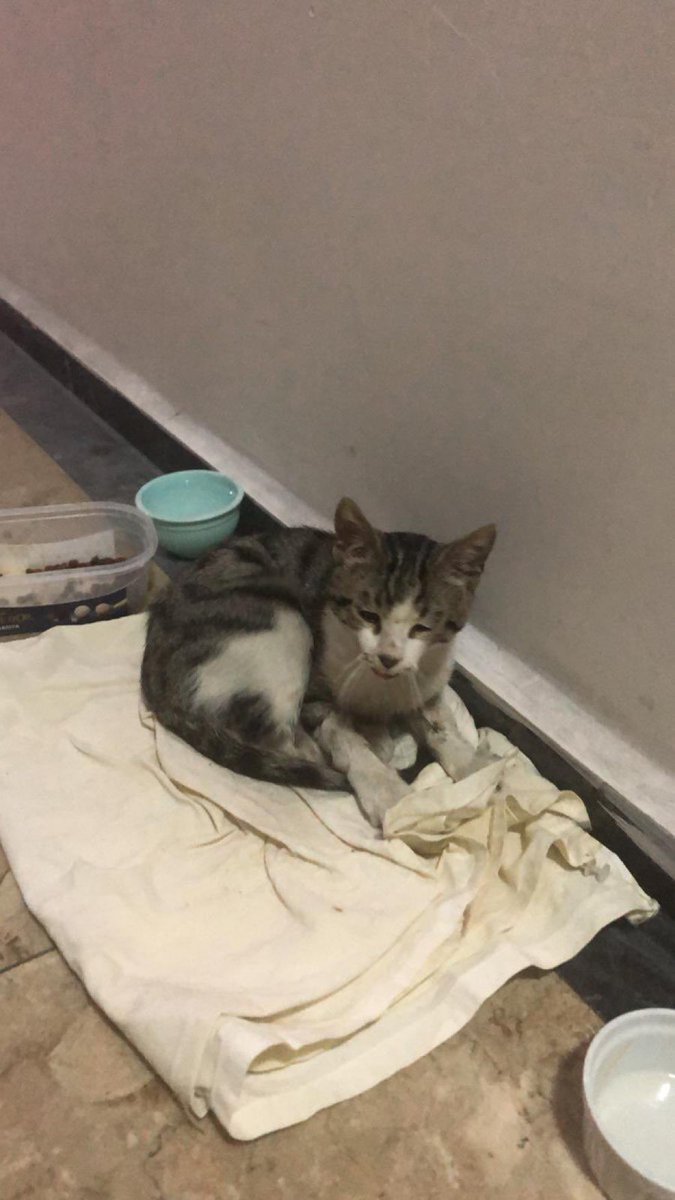 Bu bebiş apartmana sığınmış, komşumda mama vermiş,örtü sermiş ama apartmanda tutmazlar 1-2 güne atarlar dışarı😔
Daha yavru,2.5 aylık civarı. 
Sokağa atılmadan bir yuva?
Çok sakin,gırgır bi çocuk, kapı açılınca kapıya koşuyor severiz diye😔
İstanbul 05465918332

<a href="/sentinus_bobo/">Jane Doe</a>