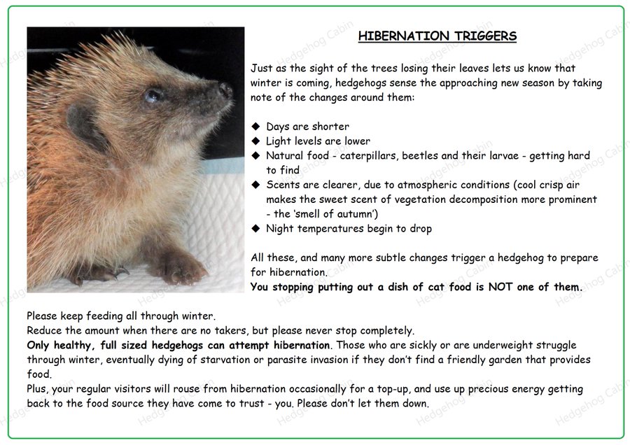Sadly yet another deadly myth is doing the rounds and now I've actually seen a so-called rescue, AND one of these toxic self-professed 'hedgehog experts' repeat it, I must address it.
FACT: 
Only full sized healthy hedgehogs can hibernate. 
Until they have reached that happy