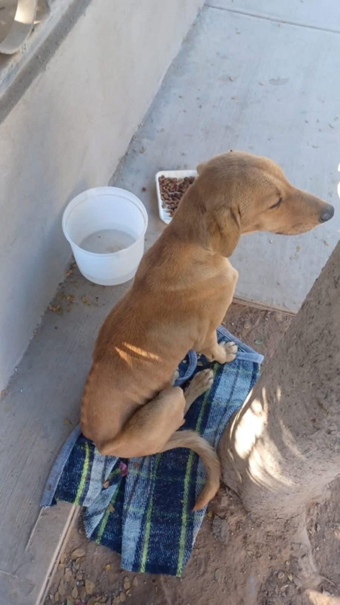 Lo abandonaron.. no se mueve del lugar.. una vecina le da agua y comida.. aveces come.. aveces no.. el solo quiere que sus humanos regresen por el.. la vecina no lo pudo adoptar pues tiene otras mascotas pero le preocupó que está adelgazando.. tal vez por la tristeza.. tal vez