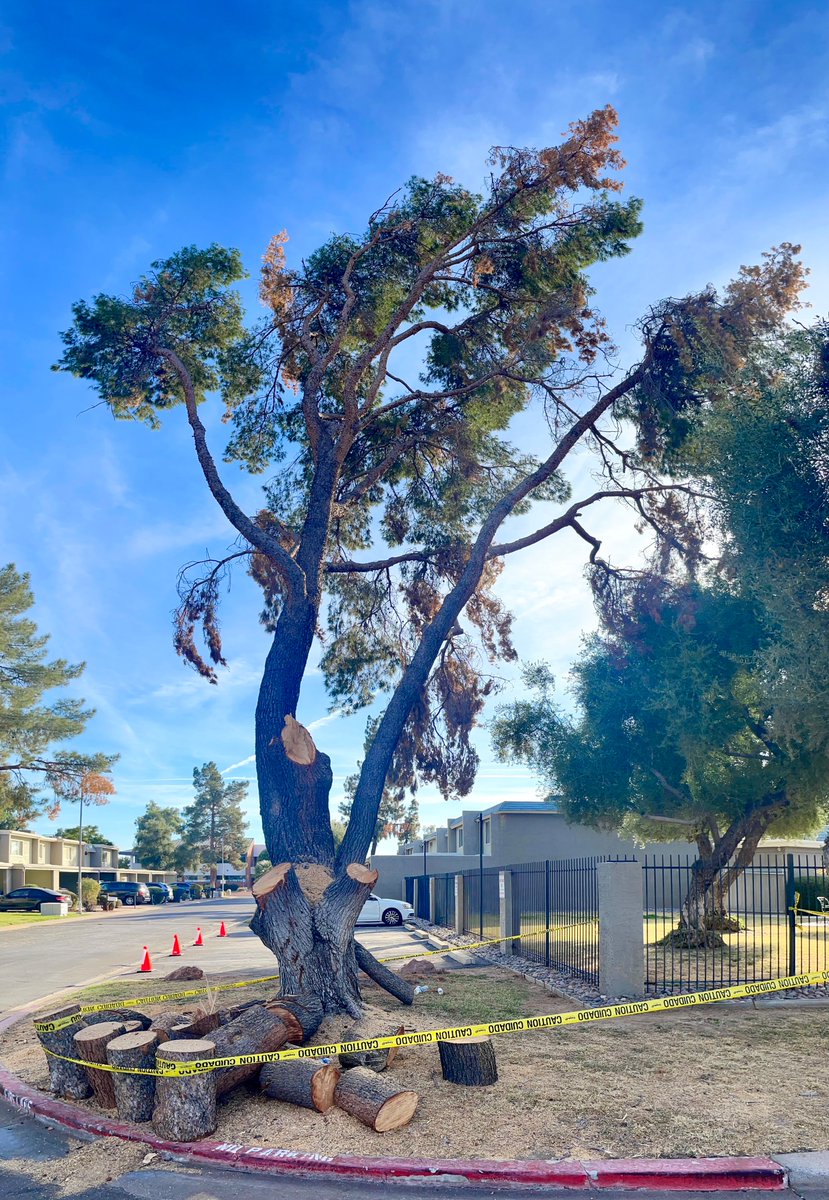 SubduedSnarl's tweet photo. Time for the dying old pine tree,
to come down ☹️
#Photography #PanoPhotos #Vertico https://t.co/UuyhesojWc