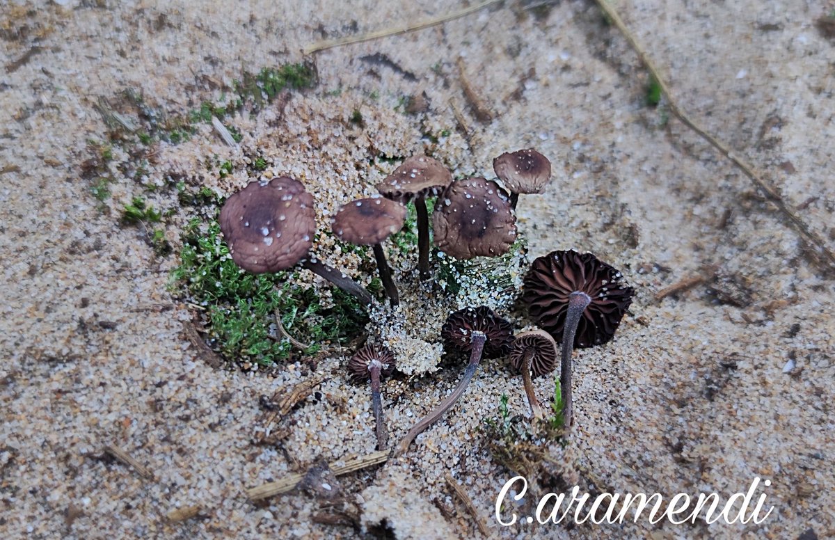 Algunas especies de  mi viaje por las dunas litorales de Isla Cristina, Isla Canela y Pinar de Cartaya.

- Gyrophragmium dunalii
- Clavulina coralloides
- Psathyrella ammophila
- Laccariopsis mediterranea