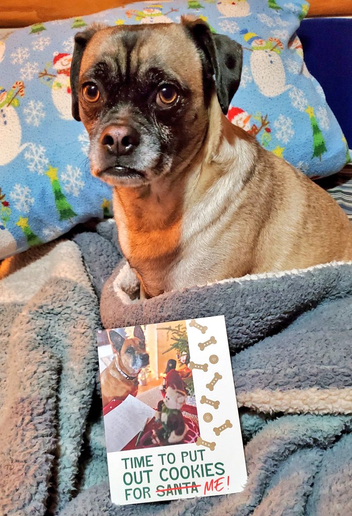 PugnatiousG's tweet image. #PupMail

Freya!! @FreyasMuttHut I want to fank you for dis lovely card! You are such a beautiful pal. You bring us all so much joy! Merry Christmas dear hearts.

Love Duggie and Family ❤️ 
#DogsOfTwitter #Christmas2024 
#Friends4Ever