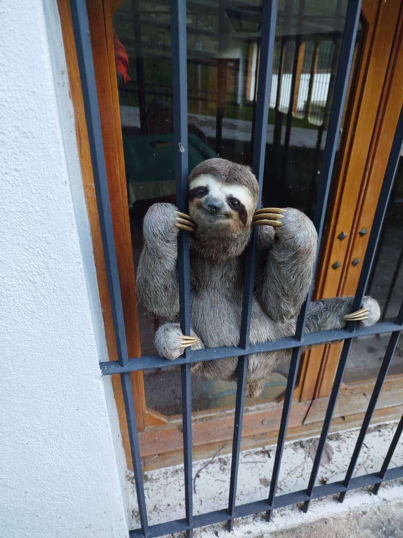 ElHatillo's tweet photo. ¿Sabías que la nueva mascota de nuestro municipio se llama Hatillín? 🦥
🌿 Es una perezosa y ha sido declarada el animal emblemático de nuestro municipio, símbolo de la conservación. #ElHatillo #ElHatilloPosible #Hatillin https://t.co/uIHIPsuTGi