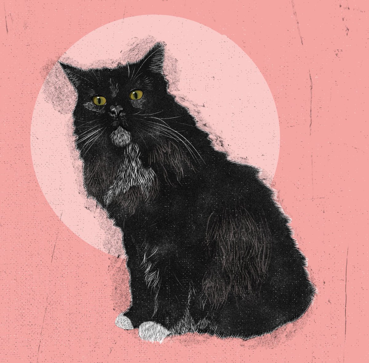 juxratz's tweet photo. this is flopping on my art ig but heres a kitty cat ? 

#cat #digitalart #procreate #illustration #art https://t.co/X1co0yqAQ3