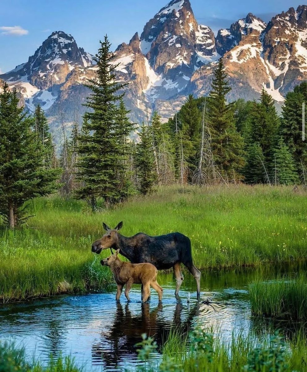 klimaaware's tweet image. Wildlife Crime: 5 Endangered Species Facing Extinction -  - tinyurl.com/23fqdeod