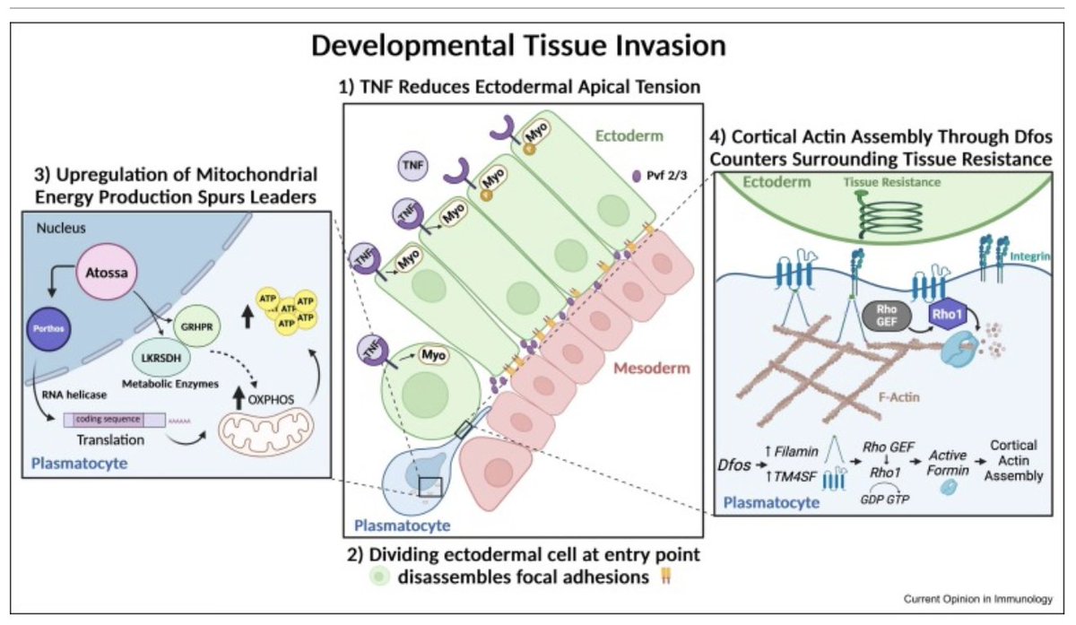 siekhauslab's tweet image. Our recent review summarizing findings on macrophage tissue infiltration in Drosophila (developmental, neuroinflammatory, adipose tissue infiltration, tumor ingression and vascular crossing) and how these relate to vertebrate findings. tinyurl.com/muydey32