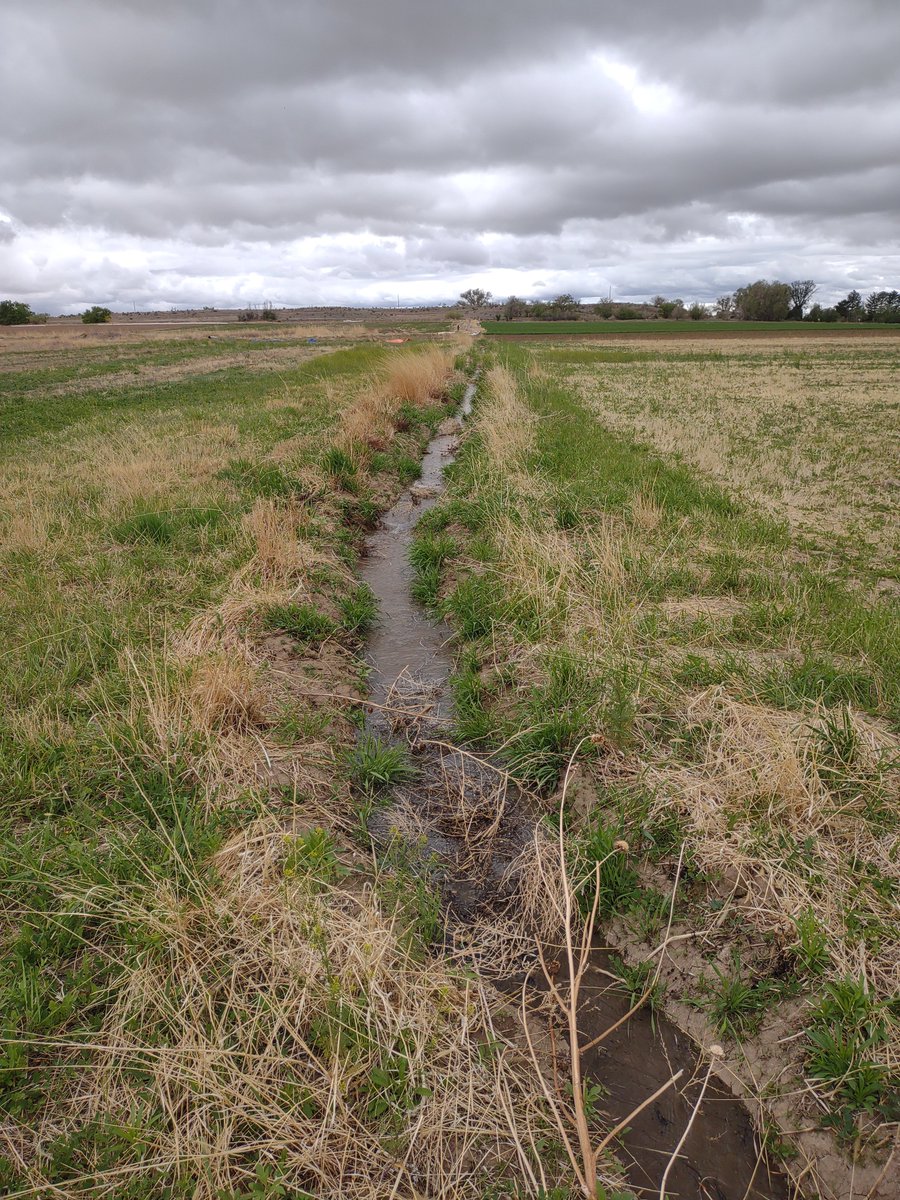CraigGese's tweet photo. @theCrazyVaclav @TheRealBMinus @gunsnrosesgirl3 That's actually exactly how it gets done right in the middle of America to this day.  I use a metal dam just like he does and the only difference is I use a siphon tube the get the water over the sides of the ditch, but I have just carved channels before. https://t.co/l6IOFOfOCJ