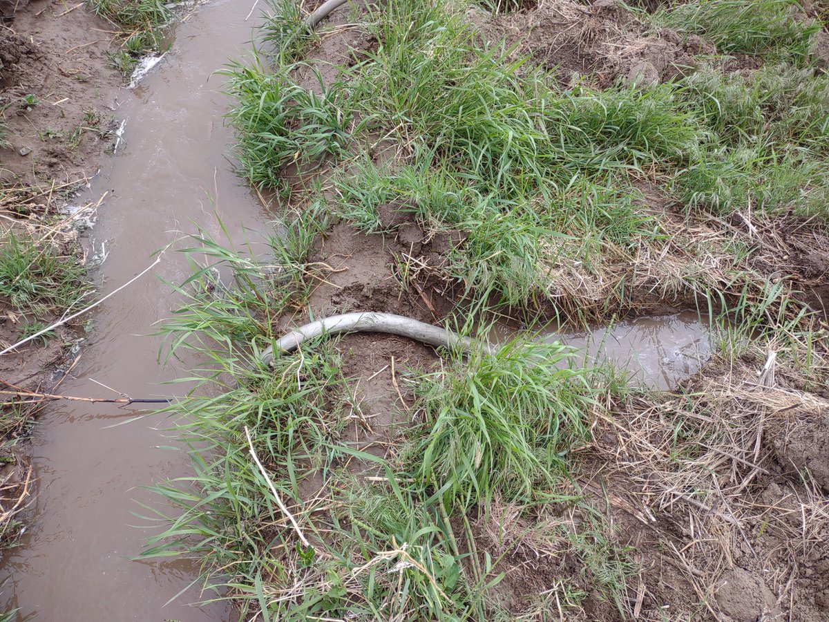 CraigGese's tweet photo. @theCrazyVaclav @TheRealBMinus @gunsnrosesgirl3 That's actually exactly how it gets done right in the middle of America to this day.  I use a metal dam just like he does and the only difference is I use a siphon tube the get the water over the sides of the ditch, but I have just carved channels before. https://t.co/l6IOFOfOCJ