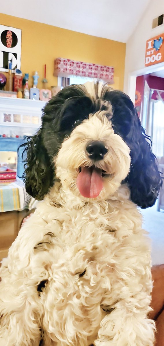 Shuggalious's tweet photo. @Texasbrn Cockapoo. Easiest dog I ever trained. Smart ass hell and doesn't shed👍 https://t.co/23GtbVCtV8