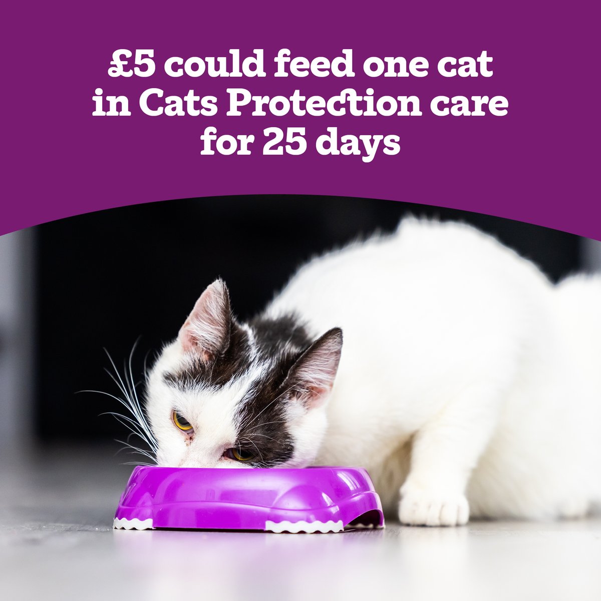 StreamForCats's tweet photo. ✨ The holidays are a time for giving. Why not give abandoned cats a second chance at love and safety? 🐾 Join Stream for Cats this December and turn your streams into lifesaving support for Cats Protection: https://t.co/FkYlhVJrDv #WinterCampaign #StreamForCats https://t.co/qttPB3bjNC