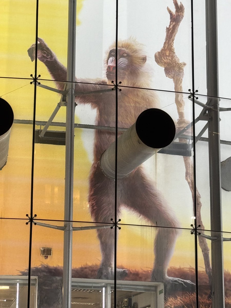 stfdavis's tweet photo. May not be The Lion King, but probably has some standing in the monkey community…#ooh #bfiimax https://t.co/34jzQeaZWW