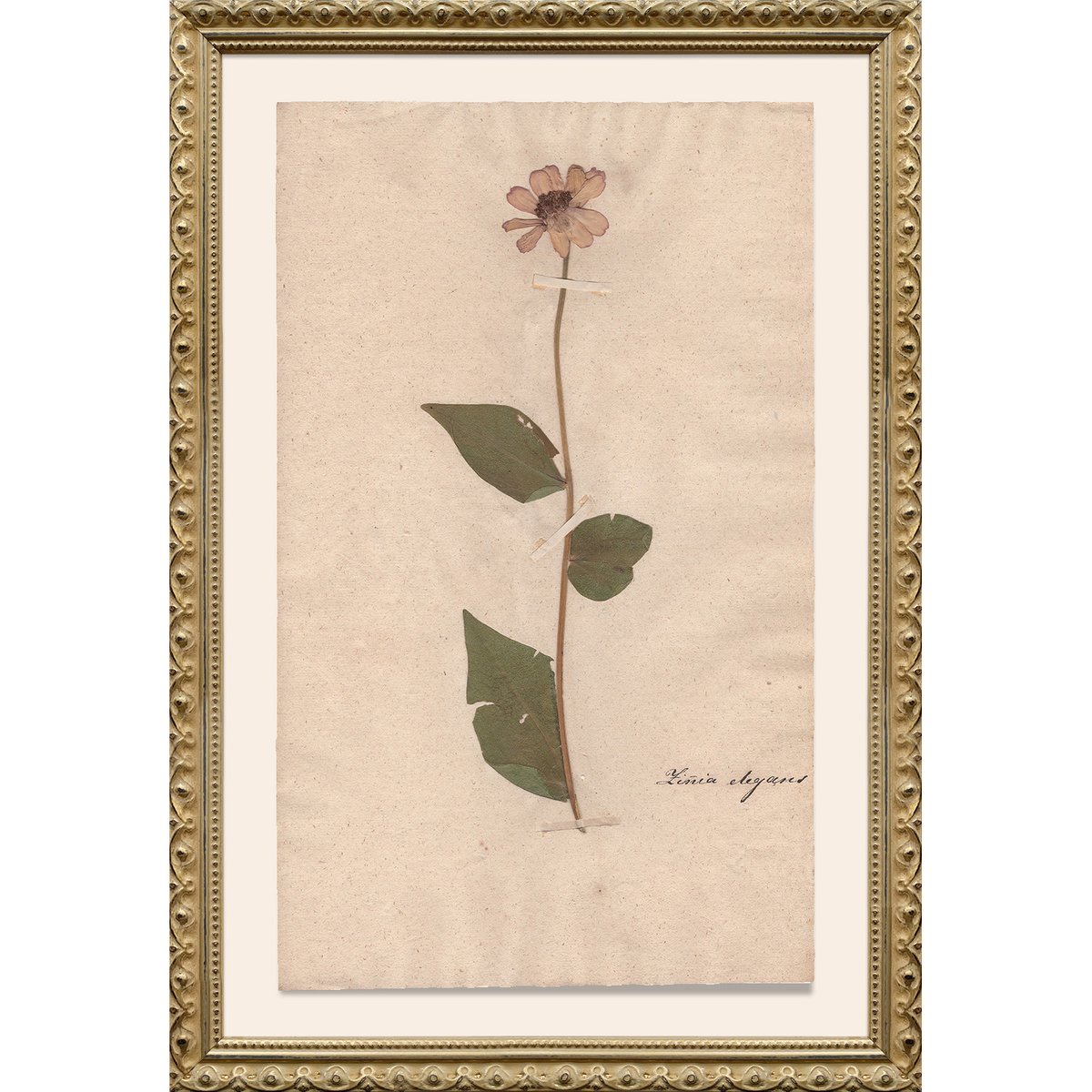 Explore the Herbarium Collection consisting of dried plants collected by avid botanists in the 18th and 19th centuries. 

Which of these one-of-a-kind artworks are your favorite?

Small Yellow Foxglove (left)
Dames Rocket (middle)
Elegant Zinnia (right)

#Herbarium #botany