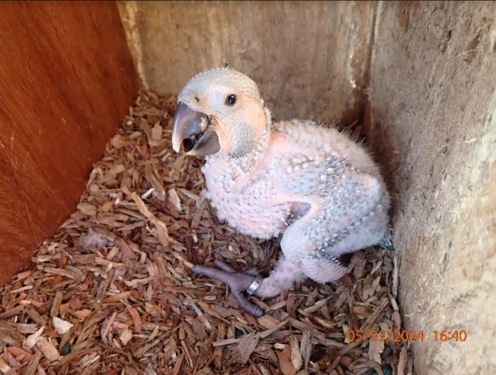Breeding Record at Laney Rickman Reserve: 17 Chicks Successfully Fledged  armoniabolivia.org/breeding-recor…