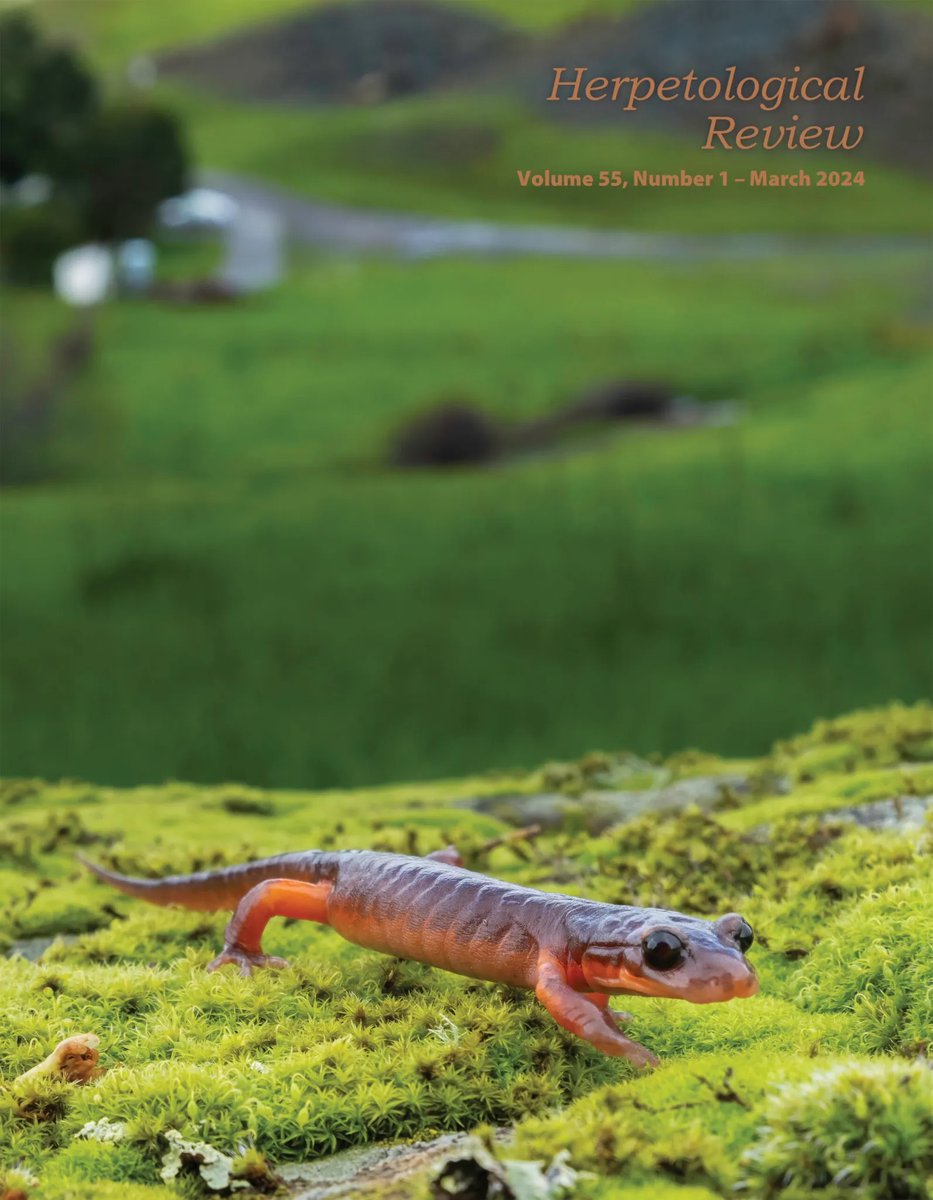 SSAR (@ssarherps) on Twitter photo Herp Review Vol 55 Number 1, is out now! The cover features an Ensatina eschscholtzii, a plethodontid found in coastal  California in the U.S. This species possess highly active granular glands in their tails that produce a milky white noxious secretion. 
Photo by Ryan Singer Herp Review Vol 55 Number 1, is out now! The cover features an Ensatina eschscholtzii, a plethodontid found in coastal  California in the U.S. This species possess highly active granular glands in their tails that produce a milky white noxious secretion. 
Photo by Ryan Singer