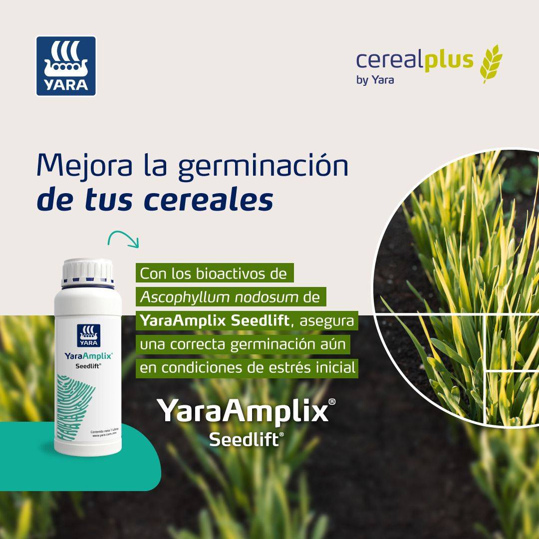 ¡Arranca tu producción de cereales con YaraAmplix SEEDLIFT! 🌱 Así es como podrás alcanzar el potencial natural de tus cultivos en armonía con la naturaleza. 💚 

Conoce más de YaraAmplix en 👉yara.com.mx/nutricion-vege…
