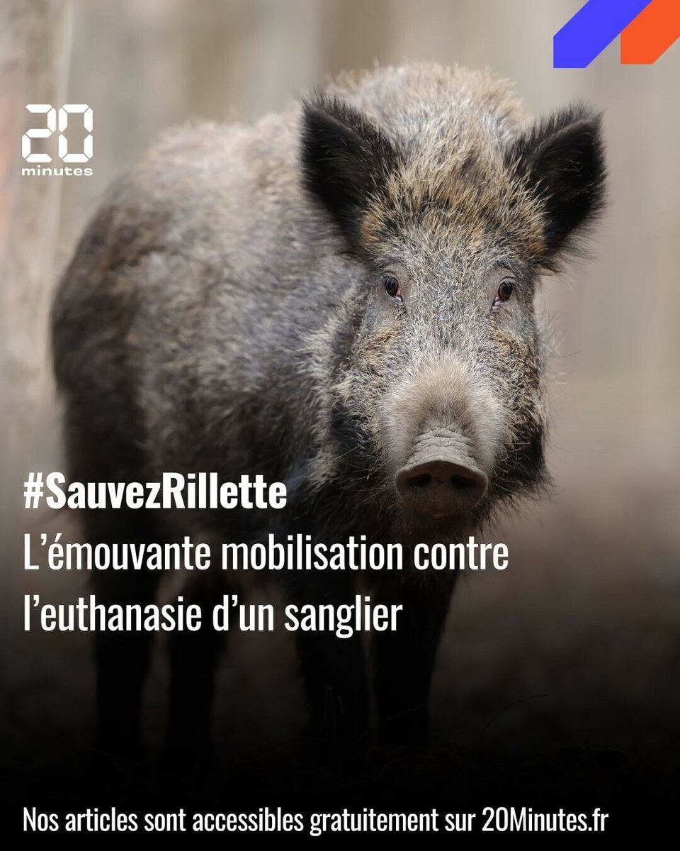 20Minutes's tweet photo. Rillette, un sanglier élevé avec amour par Elodie, menacé d’euthanasie par les autorités
➡️ https://t.co/oZh88ZzA4j https://t.co/YDnUOe4Kkr