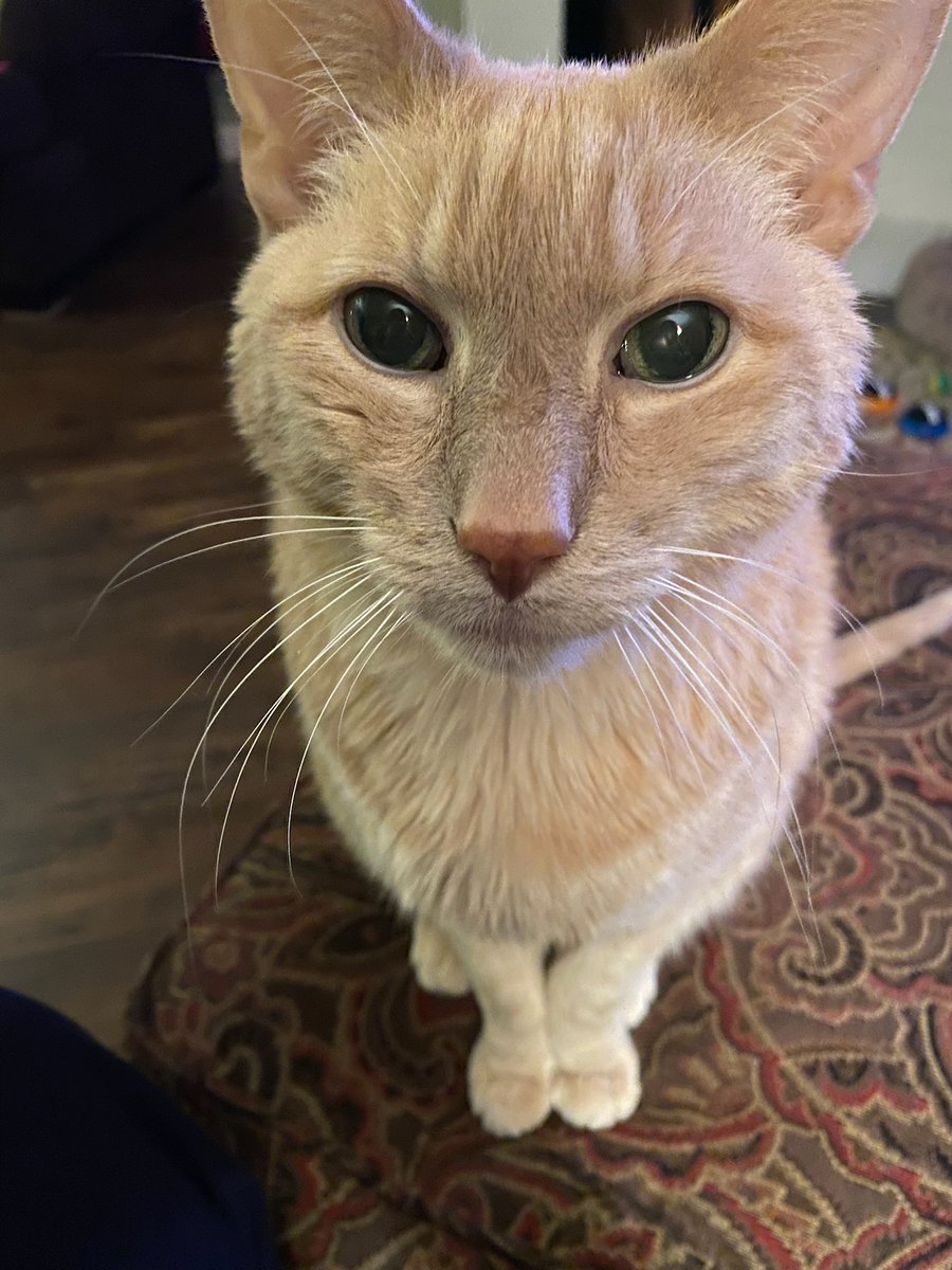 higgins_happy's tweet photo. Hello furiends! My sisfur is selling comics for the holidays, purrlease check out her wares! 

https://t.co/NiX1keH0RF

#CatsOfTwitter #CatsOnTwitter #CatsOnX #CatsLover #cats https://t.co/TgirxnO11j