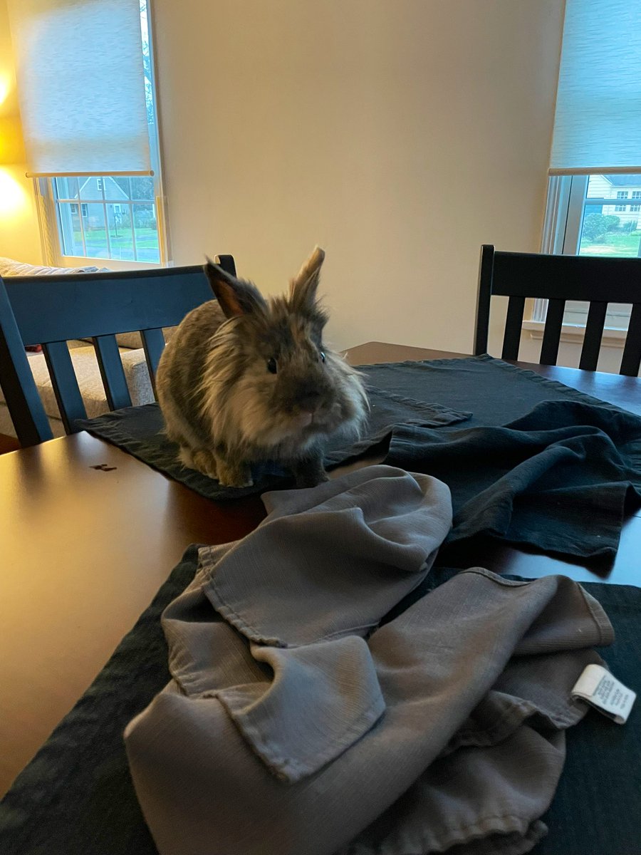 Harlez188's tweet photo. How I put the “Houdini” in “Harley Houdini” … hooman has no idea how I got up here 😋 https://t.co/o0vYJTBNkS
