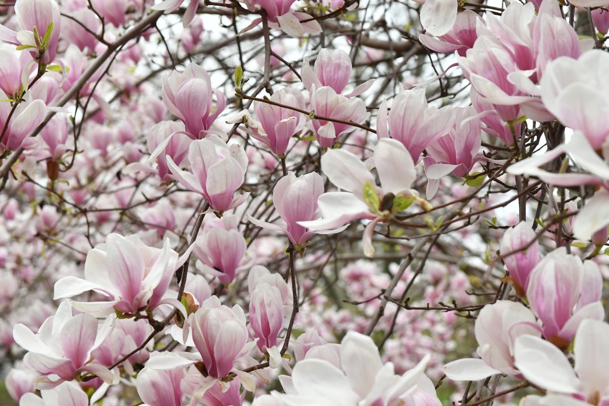 Digging out your coats for the winter? NYC’s saucer magnolias are too! 🧥

During the colder seasons, these old-wood bloomers grow their flowers inside cozy, hair-like buds. In the spring, these beauties will break out of their winter fluff and show off their full bloom!