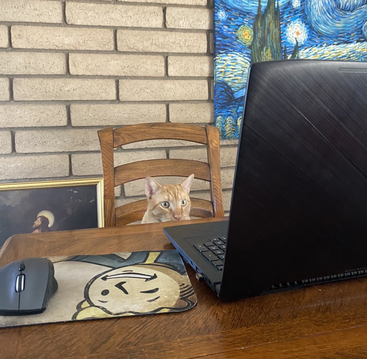 cats with jobs 🛠 (@catworkers) on Twitter photo 
