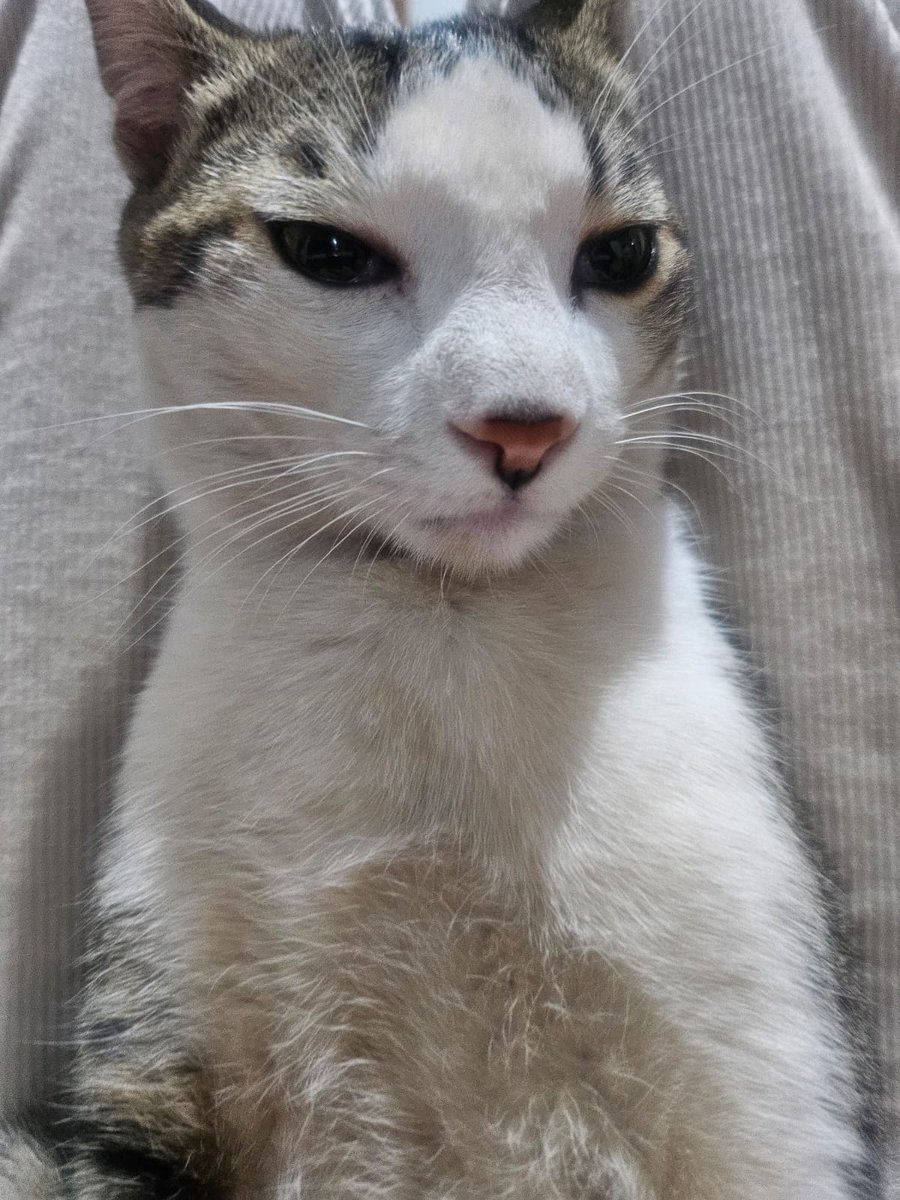 MakiroSudd's tweet image. My cat, Fuku, thinks he's a guard dog. Beware... of the cattitude!😼😂 (Fuku means 'luck' or 'fortune' in Japanese!)  @nyanheroes #NyansBestFriends