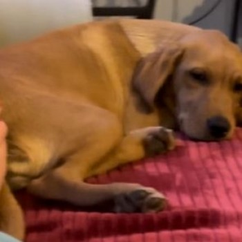 millypod1's tweet photo. BRANDI HOME SAFE. THANKS FOR RT's ๐๐๐พ
๐7 DEC 2024 BRANDI #ScanMe
YOUNG Fox Red Labrador Retriever Female
#Molland #Twitchen #SouthMolton #Devon #EX36 https://t.co/kbaUlcjXv6 https://t.co/1zioRqgcC6