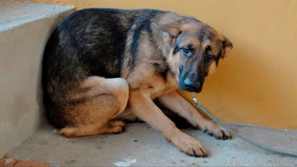 MrElDiablo8's tweet photo. Los Perros escuchan 4 veces más que los humanos, di "NO" a la pirotecnia, que pinche maña de contaminar, de causar incendios, quemaduras, lesiones graves y afectar a las mascotas. 
Por un diciembre sin pirotecnia y sin animales que acompañen a los peregrinos que llegan a la Basílica.